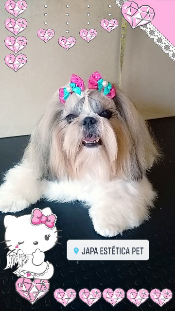 Japa estética pet