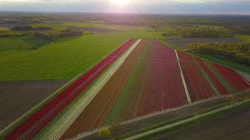 Tulpenfeld Vordorf - Meine - Thumbnail