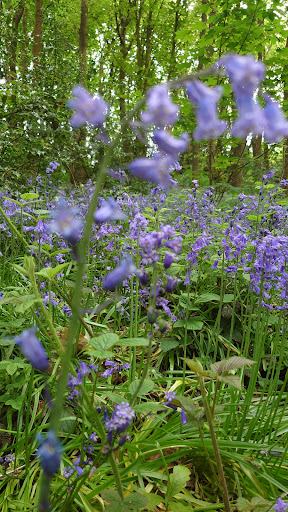 Old Park Wood - Thumbnail