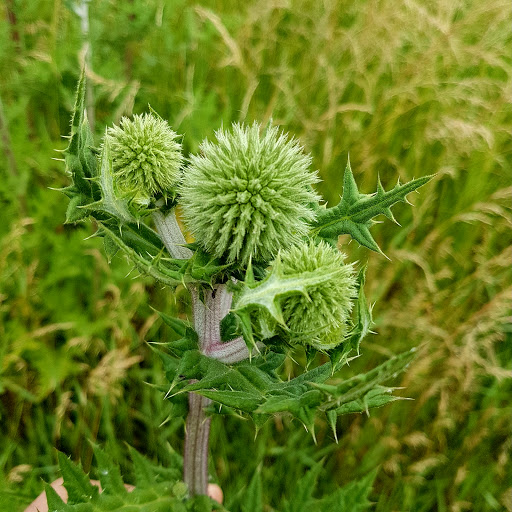 Walschleben