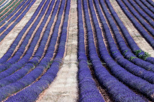 Photo n°3 de Le Château du Bois Provence à Cabrières-d'Avignon (Fournisseur de produits de beauté)