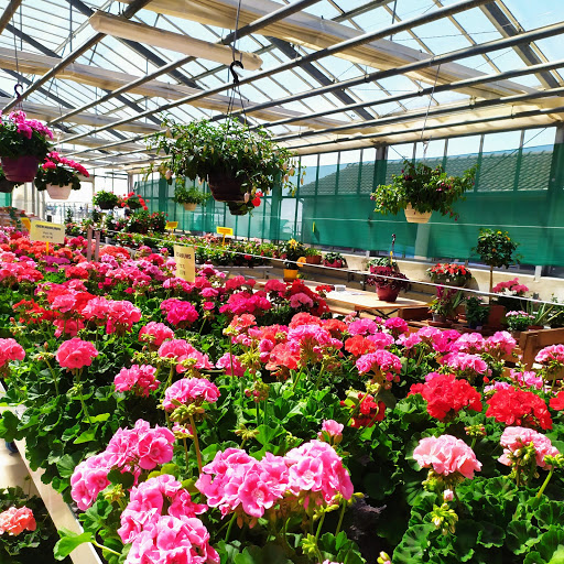 Photo de ADASMS (horaires du point de vente) à Puellemontier (52220)