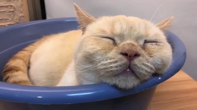 【ブリーダーショップ】猫ざんまい 蒲田本店