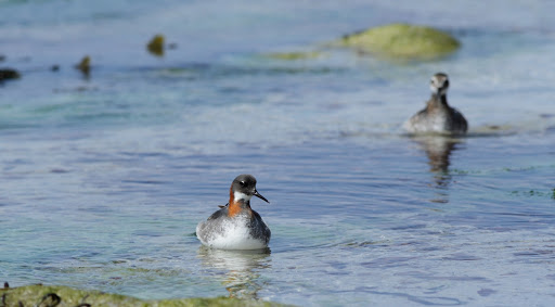 Western Isles Wildlife - Outer Hebrides Bird Tours and Latest Sightings - Thumbnail