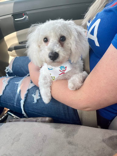 Lisa's Expert Care Dog Grooming - Thumbnail