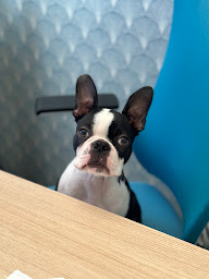 Photo n°2 de Alexandra Rougier EI Orthophoniste (médiation thérapeutique animale) à Antibes (Orthophoniste)