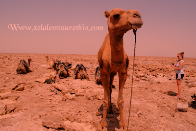 Photos of Zelalem Tour,travel & Car Rental Ethiopia