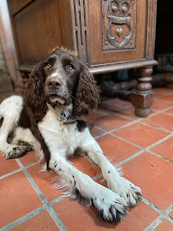 Photo n°13 de Elevage du Joli Lieu à Carentan-les-Marais (Éleveur de chiens)