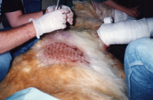 Clínica Veterinaria Zoovet MX