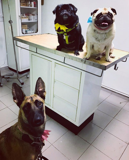 Cirugía Veterinaria México