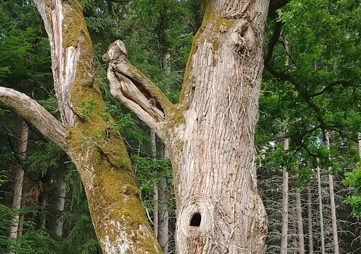 Gedenkstein letzter Hirsch - Germany