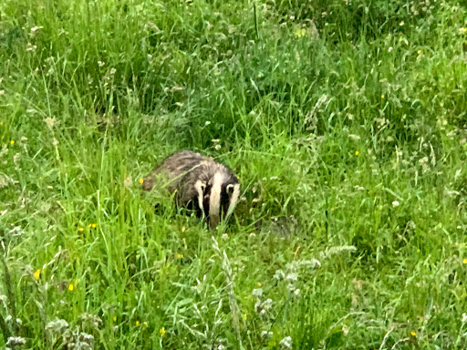 Badger Watch Dorset - Thumbnail