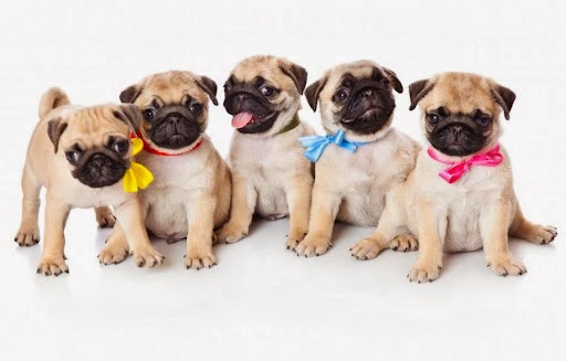 St Clair Veterinary Care - United Kingdom