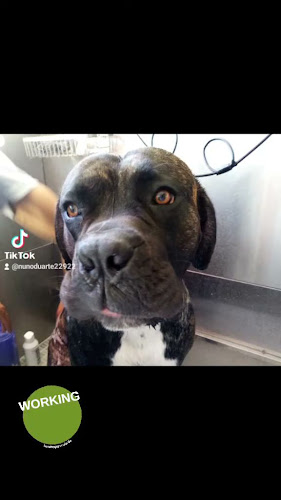 Consultório Veterinário Dra Luísa Nunes - Salão De Estética Animal Número de telefone