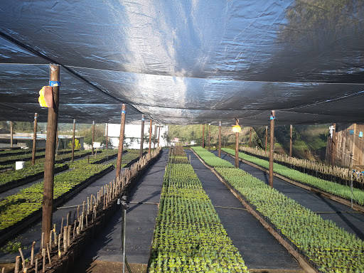 Vivero Sembrando Vida