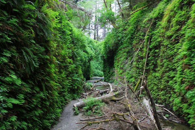 Prairie Creek Redwoods State Park