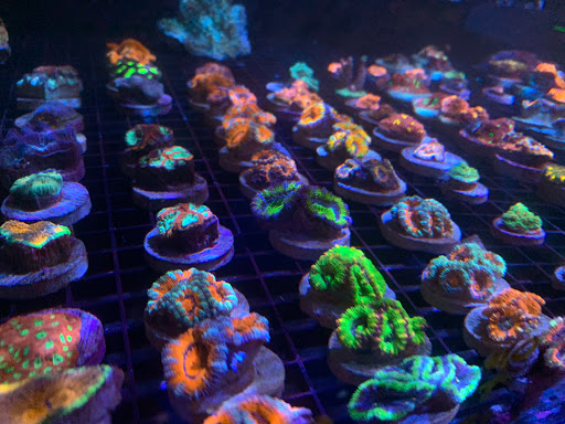 TRSCAquatics.com - Thumbnail