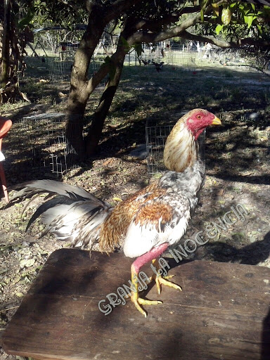GRANJA LA INOCENCIA GALLOS DE COMBATE - Thumbnail