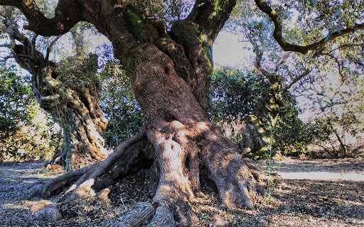 Los Olivos de Patricio Carreró