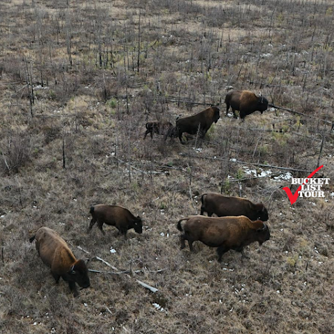 Bucket List Tour by null