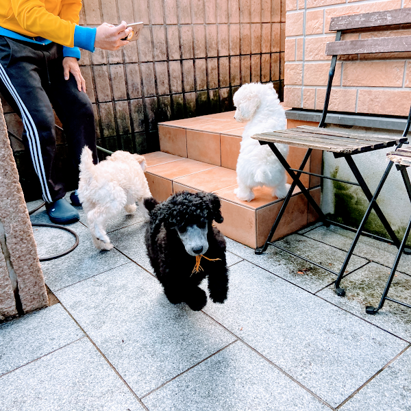 スタンダードプードル専門 フランソワ王国