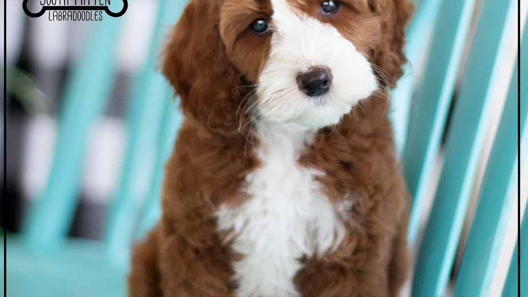 South Mitten Australian Labradoodles