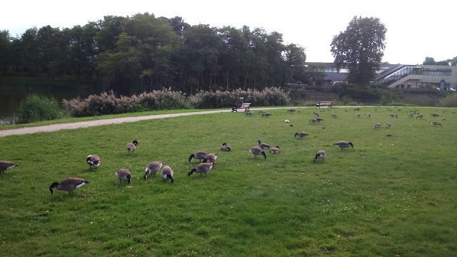 Etang des Ibis