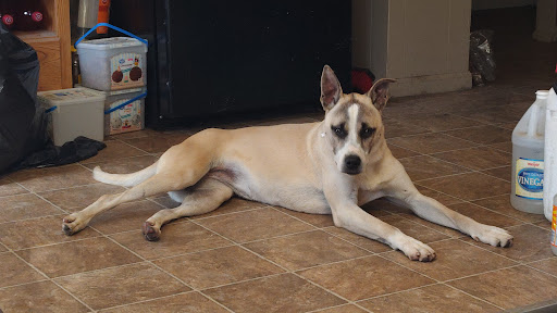 Lapeer County Animal Control