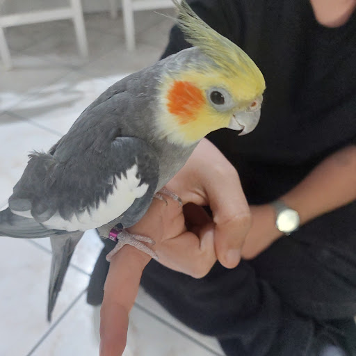 Spazio Animali - Thumbnail