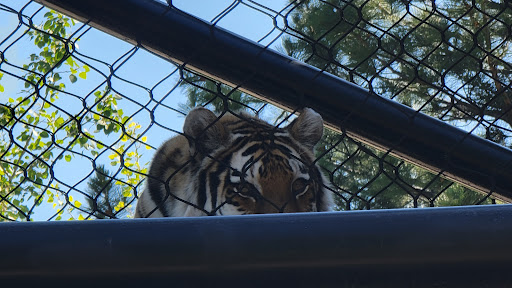Tigers - Visual
