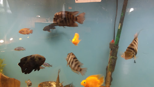 Fish Bowl & Pet Shop - Thumbnail