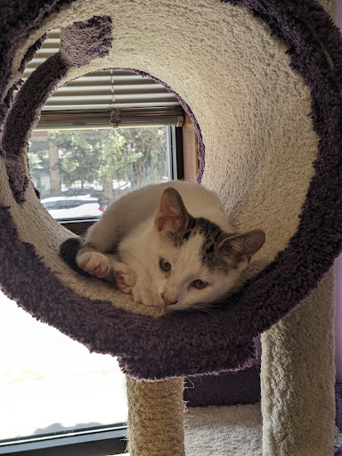 The Cat Lady Cafe South Bend - Thumbnail