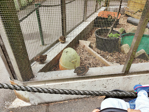 Pets' Corner - Visual