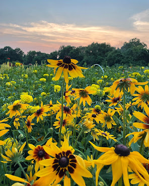 Bloom Ridge Farm (u-pick flower farm) by null
