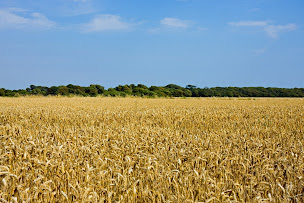 Photo n°2 de SARL Terrier à Montcet (Magasin d'alimentation animale)