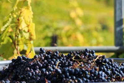 Photos of Weingut Stegeler AG