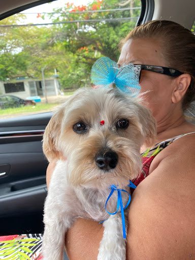 Caninos Grooming Salon - Thumbnail