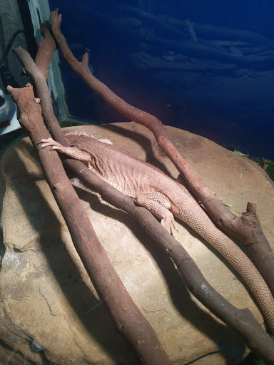 Kings Bearded Dragons - Thumbnail