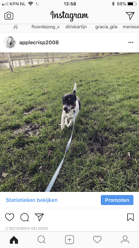 Jones & Paws Gallery - Netherlands