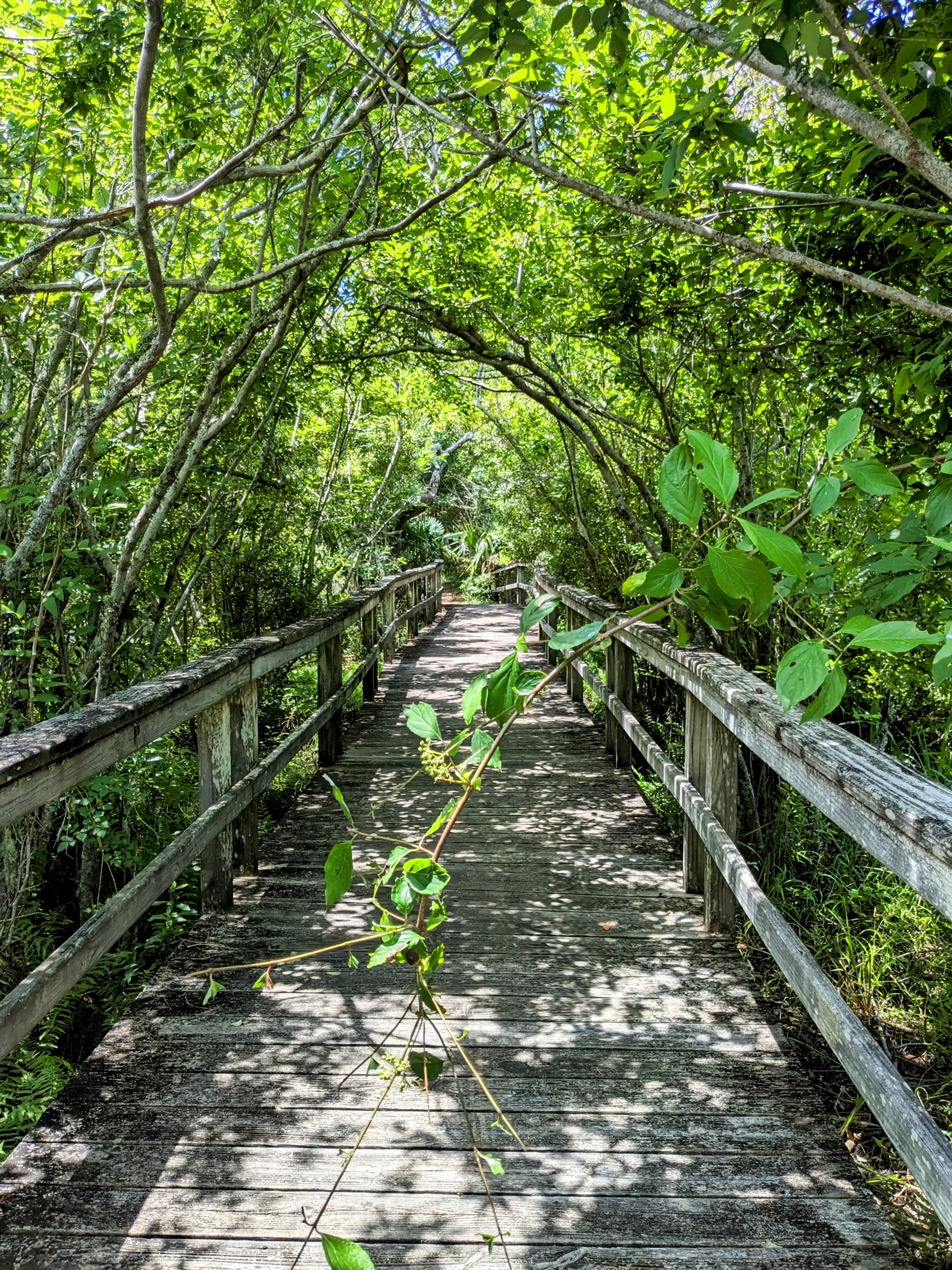 Buxton Woods Trail