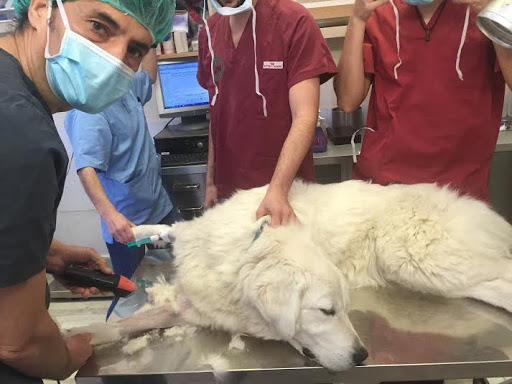 BlueVet Veterinario Las Matas