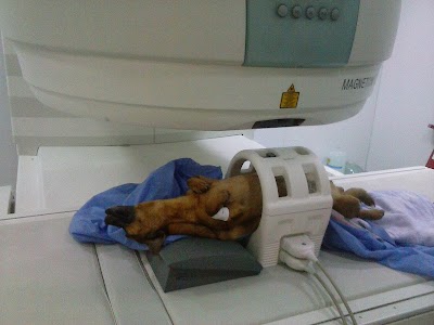 Photos of Centro de Traumatolog&iacute;a, Ortopedia y Neurolog&iacute;a Animal