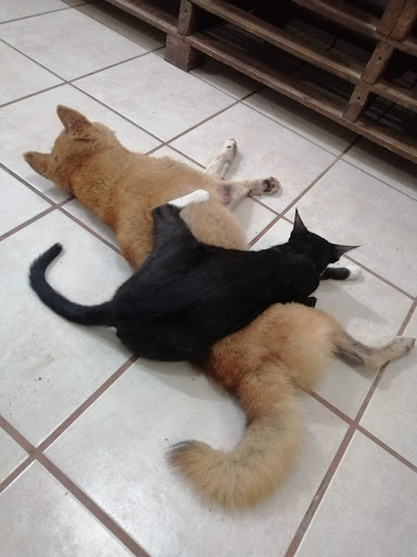 CLÍNICA VETERINARIA PATAS Y PIES - Thumbnail