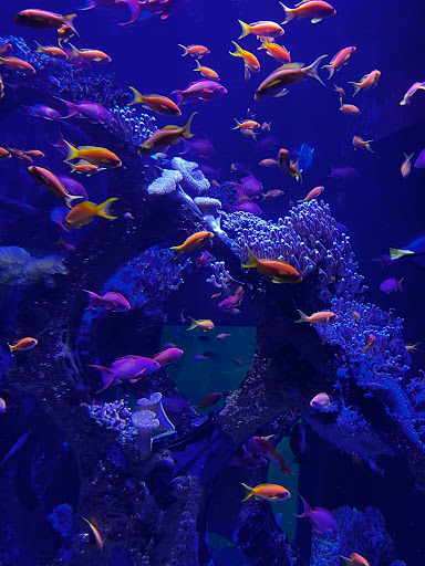Cercle Aquariophile du Calaisis Gallery - United Kingdom