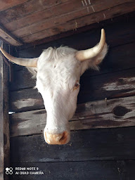 Photo n°25 de Tom Broc à Vendegies-sur-Écaillon (Magasin d'antiquités)