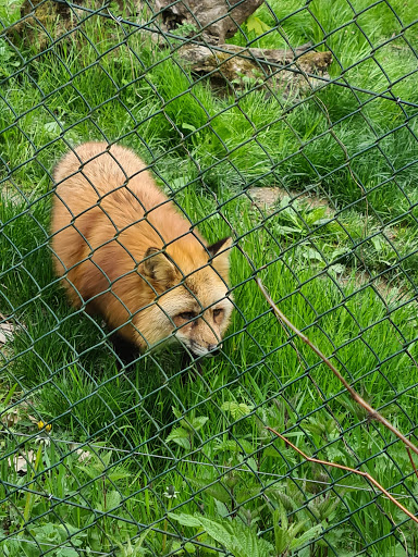 Zoo and garden Fasanerie - Thumbnail