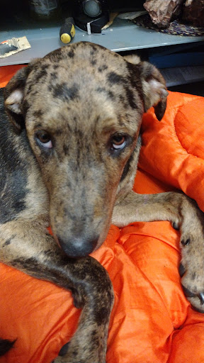 Feeding Pets of the Homeless - Headquarters - Thumbnail