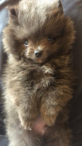 Las Vegas Puppy World