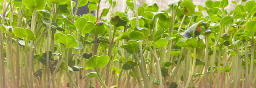 Growing Greens - Thumbnail
