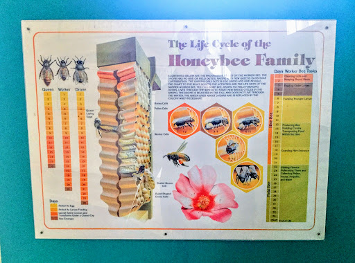 Beekeeping Exhibit - Visual
